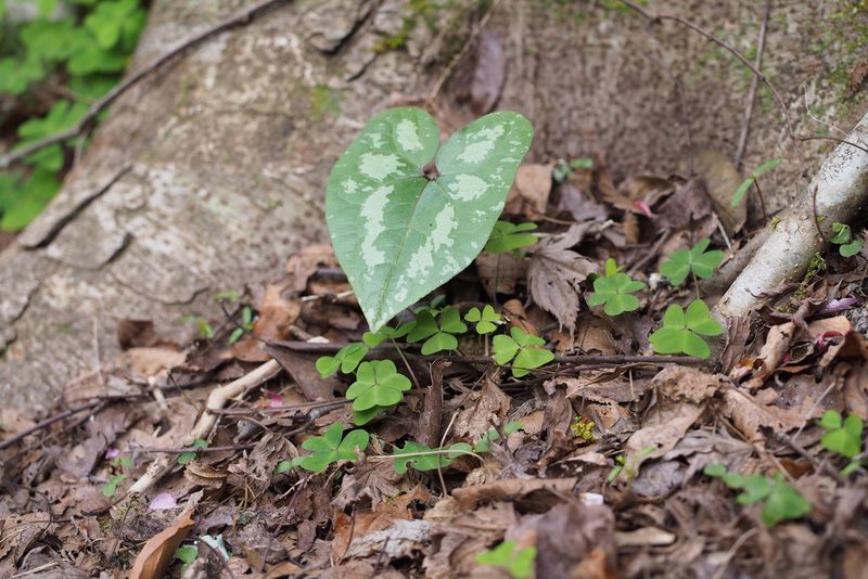 Asarum blumei, photographed by harum.koh