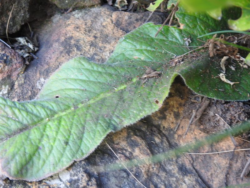 Streptocarpus vandeleurii, photographed by Matthew Fainman