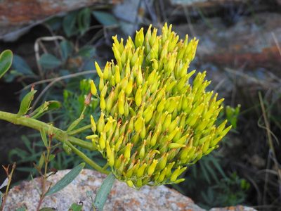 Kalanchoe paniculata, photographed by Matthew Fainman