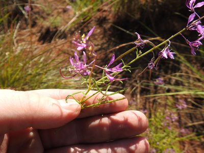 Cleome maculata, photographed by Matthew Fainman