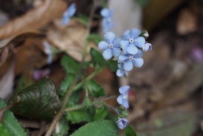 Nihon japonicum, photographed by harum.koh