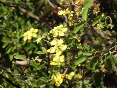 Sphedamnocarpus pruriens, photographed by Matthew Fainman