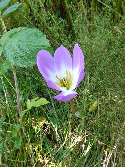 Colchicum speciosum, photographed by Thibaud Aronson