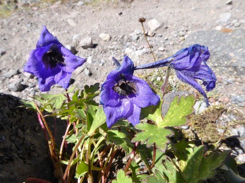 Delphinium caucasicum, photographed by Thibaud Aronson