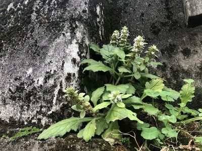 Ajuga nipponensis, photographed by 黃美滿