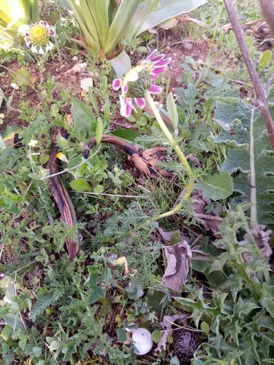 Anacyclus pyrethrum, photographed by Karim Haddad
