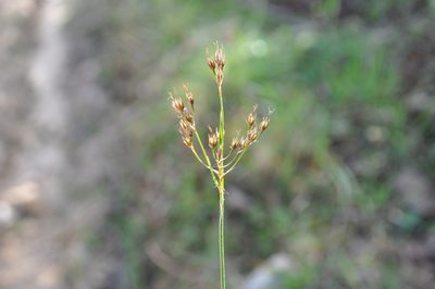 Luzula forsteri, photographed by Josep Gesti