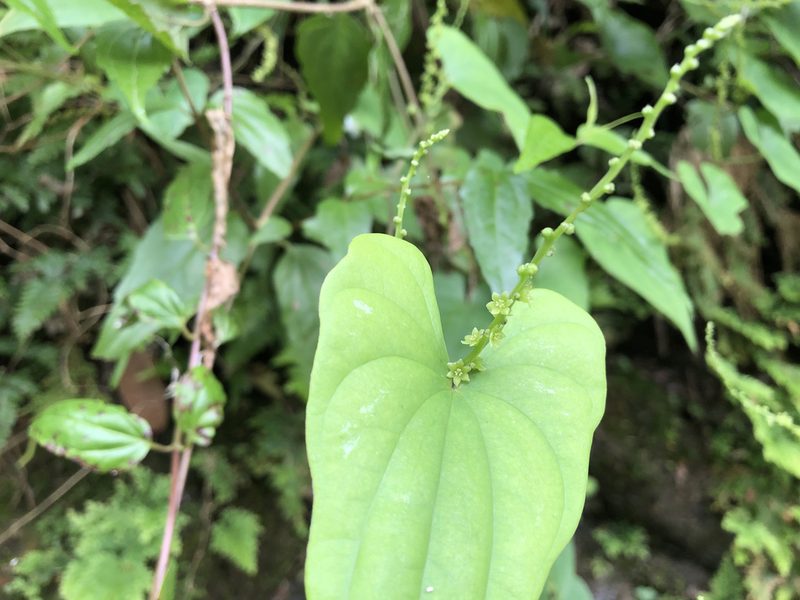 Dioscorea collettii, photographed by 黃美滿