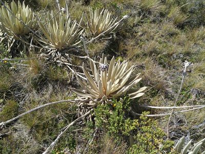 Espeletia congestiflora, photographed by Andrés Ramírez-Barrera