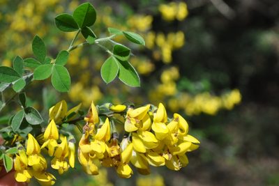 Cytisus villosus, photographed by Josep Gesti