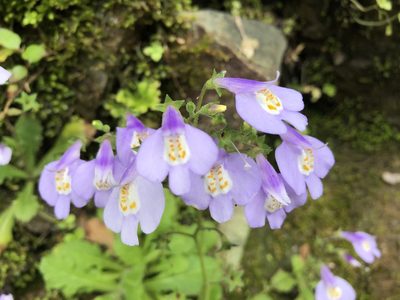 Mazus fauriei, photographed by 黃美滿