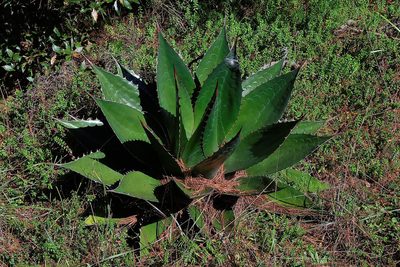 Agave obscura, photographed by Frank Sengpiel