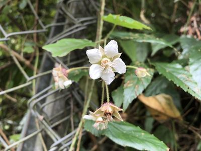 Rubus swinhoei, photographed by 黃美滿