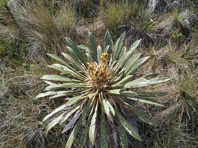 Espeletia guacharaca, photographed by Andrés Ramírez-Barrera