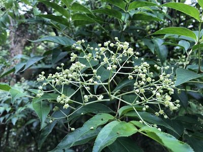 Staphylea japonica, photographed by 黃美滿