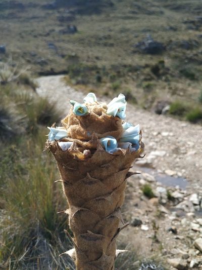 Puya boyacana, photographed by Andrés Ramírez-Barrera