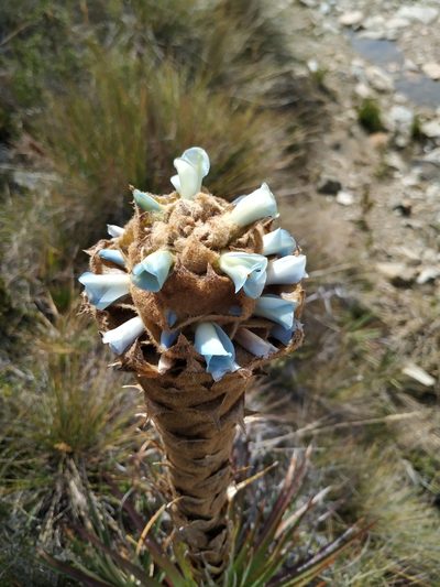 Puya boyacana, photographed by Andrés Ramírez-Barrera