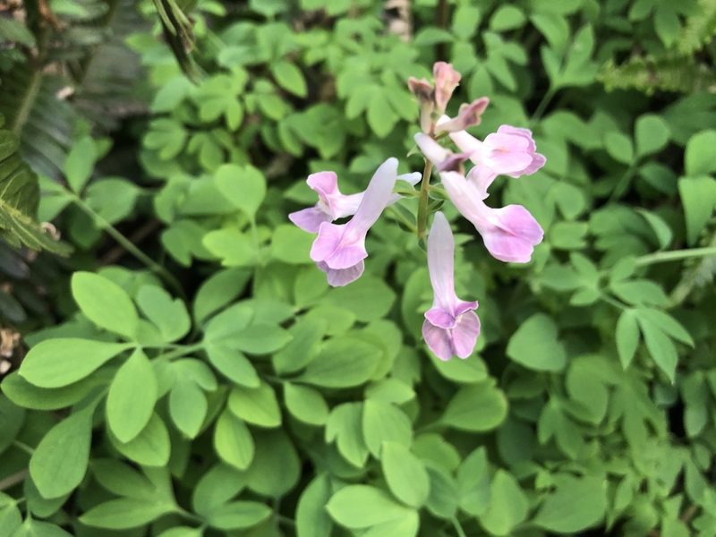 Corydalis decumbens, photographed by 黃美滿