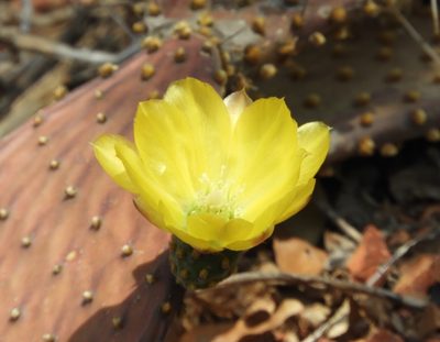 Opuntia decumbens, photographed by Francisco Farriols Sarabia