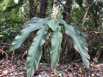 Alpinia uraiensis, photographed by 黃美滿