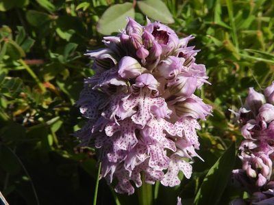 Neotinea lactea, photographed by amantedarmanin