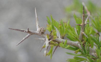Asparagus mariae, photographed by Nicola van Berkel