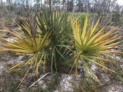 Sabal etonia, photographed by Pete Diamond