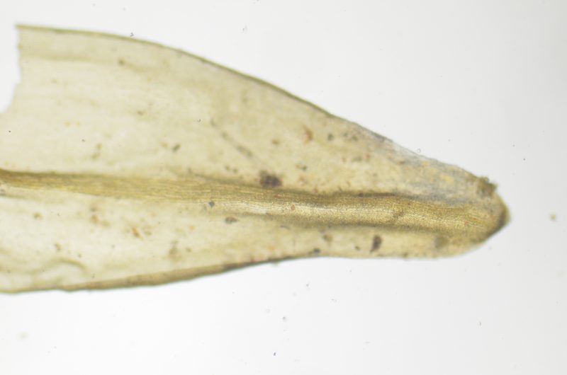 Codriophorus ryszardii, photographed by Randal