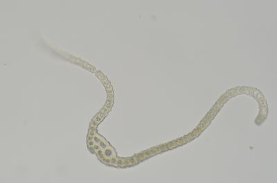 Codriophorus ryszardii, photographed by Randal