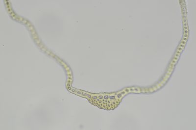 Codriophorus ryszardii, photographed by Randal