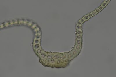 Codriophorus ryszardii, photographed by Randal