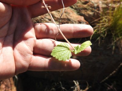 Coleus hadiensis, photographed by Matthew Fainman