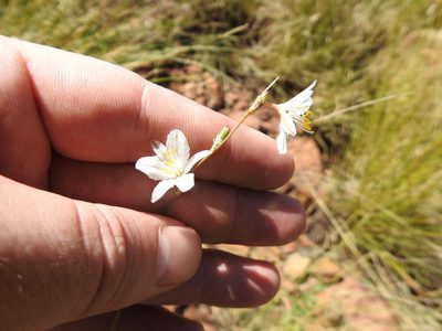 Chlorophytum cooperi, photographed by Matthew Fainman