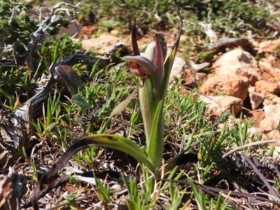 Serapias parviflora, photographed by amantedarmanin