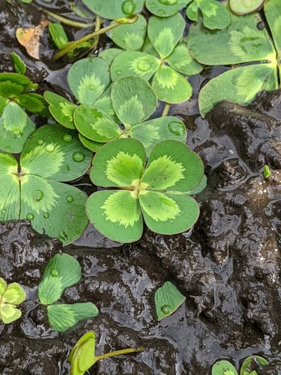 Marsilea mutica, photographed by Alison Northup