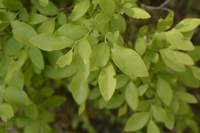 Vaccinium corymbosum, photographed by Siddarth Machado
