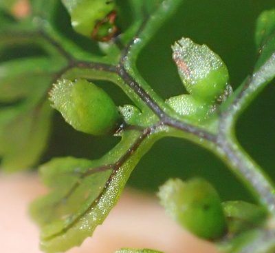 Hymenophyllum tunbrigense, photographed by Nicola van Berkel