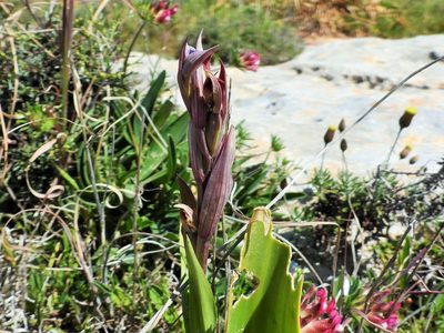 Serapias parviflora, photographed by amantedarmanin