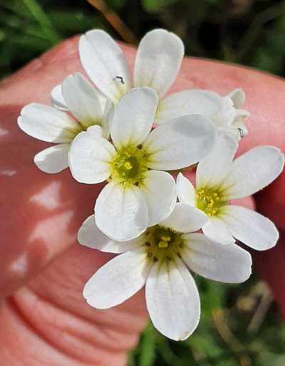 Saxifraga carpetana, photographed by Mehdi Chetibi