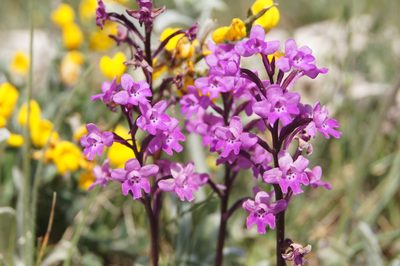 Orchis quadripunctata, photographed by Terry Instone