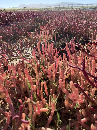 Salicornia meyeriana, photographed by Dave Richardson