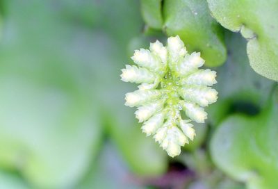 Hypopterygium tamarisci, photographed by Jon Sullivan