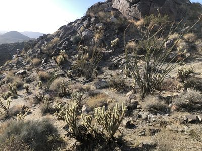 Cylindropuntia ganderi, photographed by Hydrocycler (Elizabeth Dougherty)