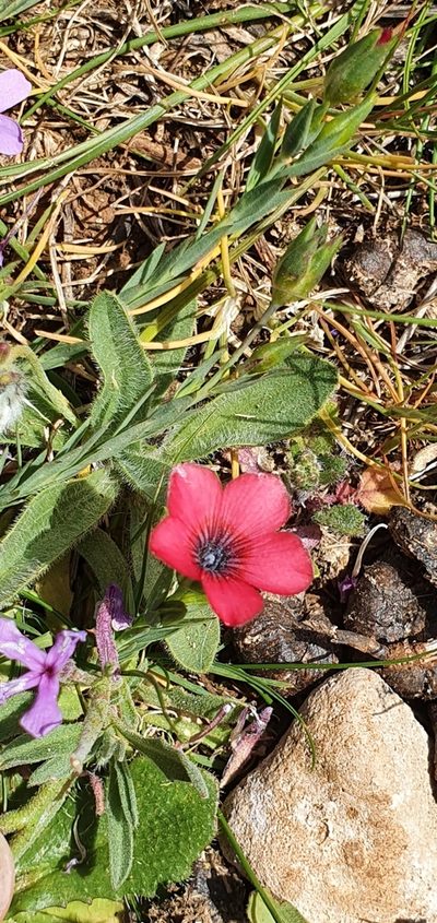 Linum decumbens, photographed by Mehdi Chetibi