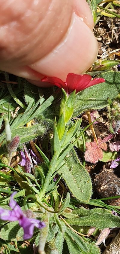 Linum decumbens, photographed by Mehdi Chetibi