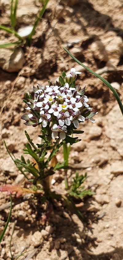 Iberis odorata, photographed by Mehdi Chetibi