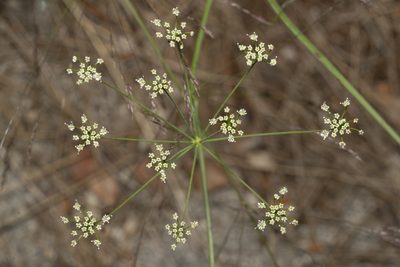Scaligeria napiformis, photographed by Eleftherios Katsillis