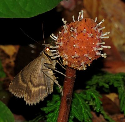 Helosis cayennensis, photographed by Sidnei Dantas
