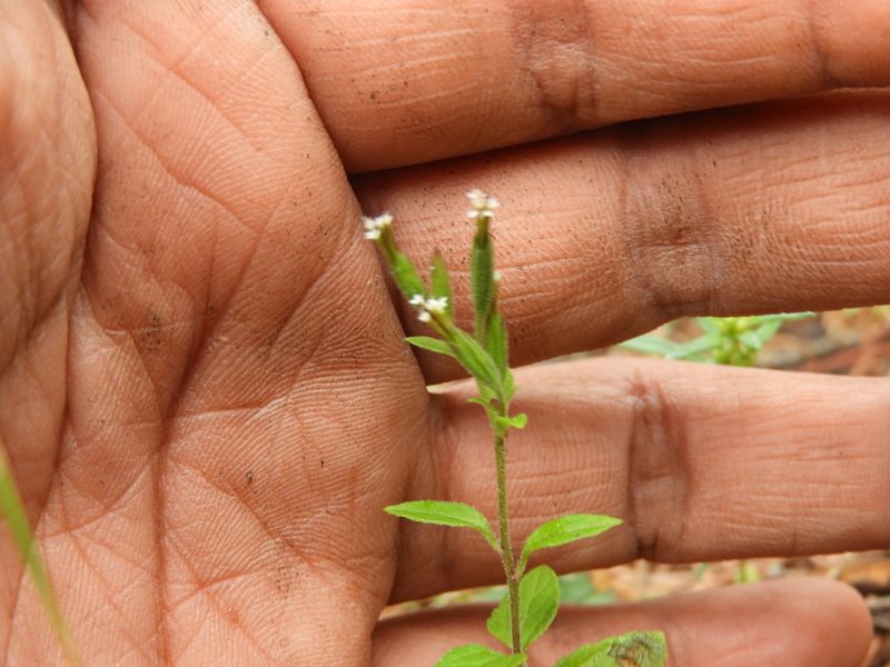 Stevia micrantha, photographed by Leticia Jiménez Hernández