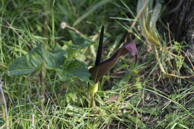 Arum dioscoridis, photographed by Eleftherios Katsillis